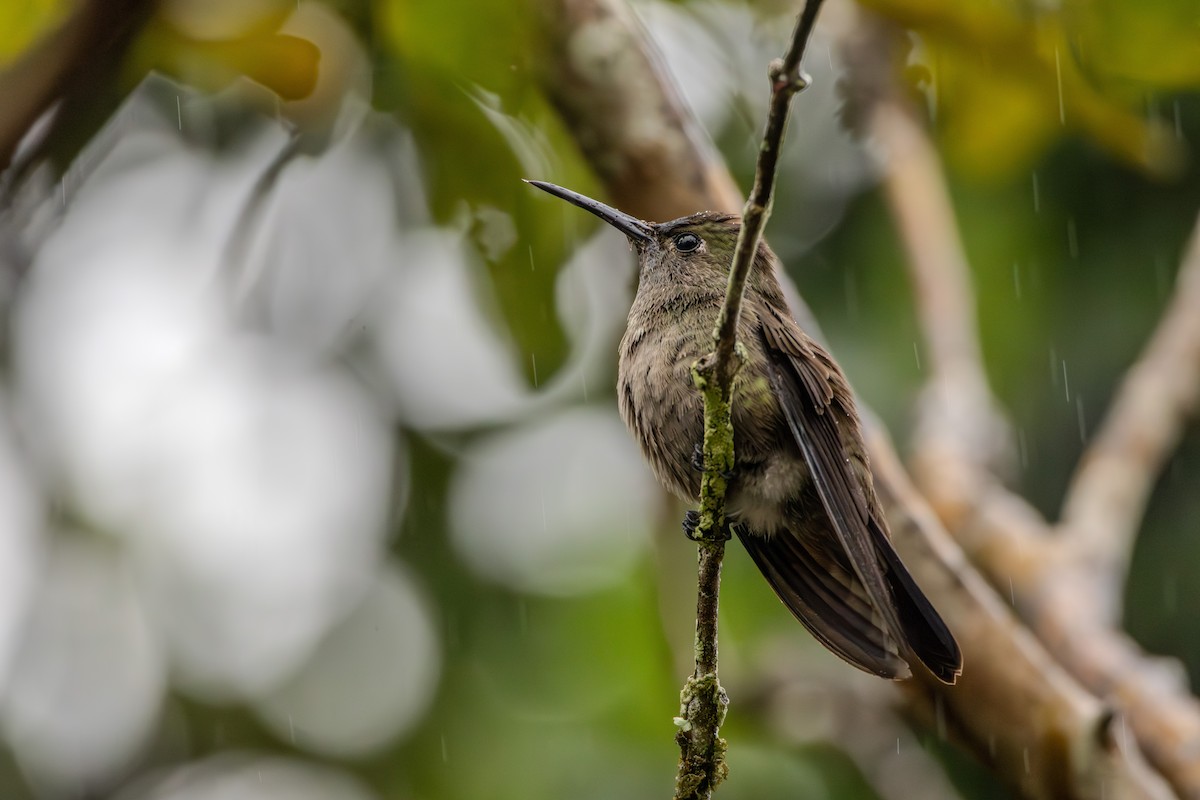 Sombre Hummingbird - ML623911075