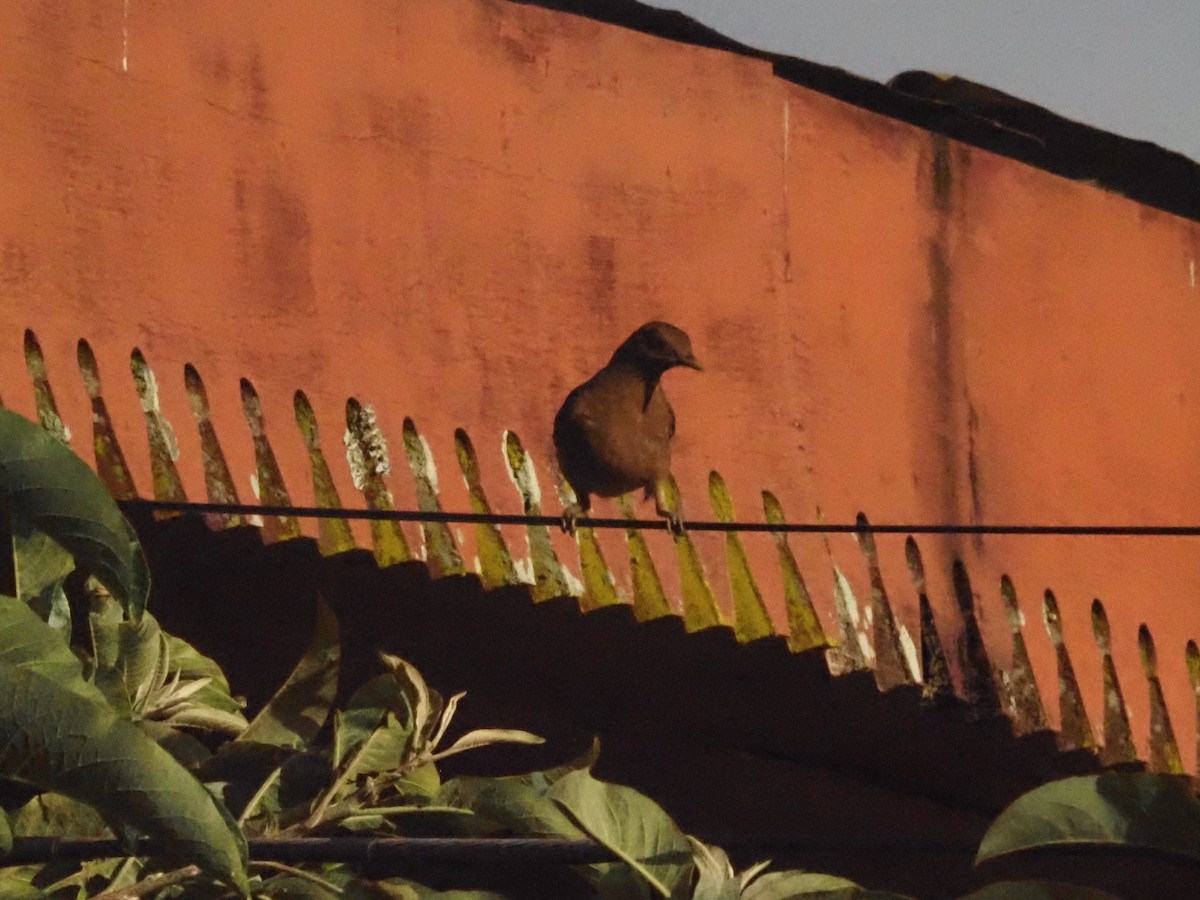 Clay-colored Thrush - ML623911080