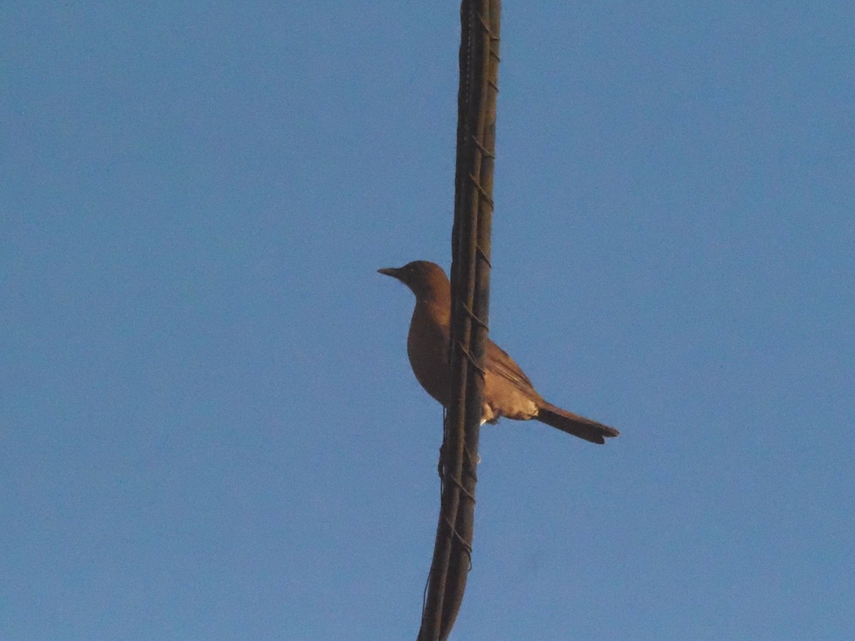 Clay-colored Thrush - ML623911081