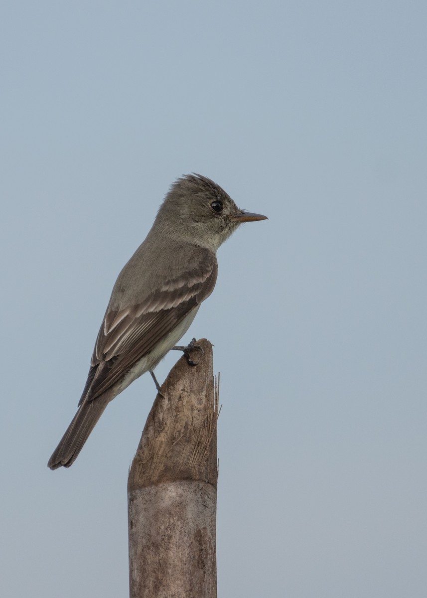 Northern Tropical Pewee - Juan Carlos Calvo