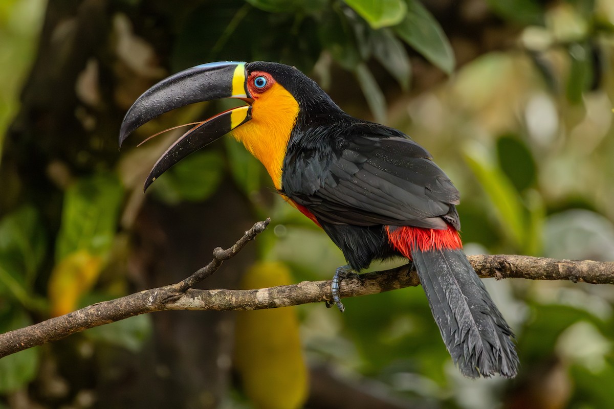 Channel-billed Toucan - ML623911089