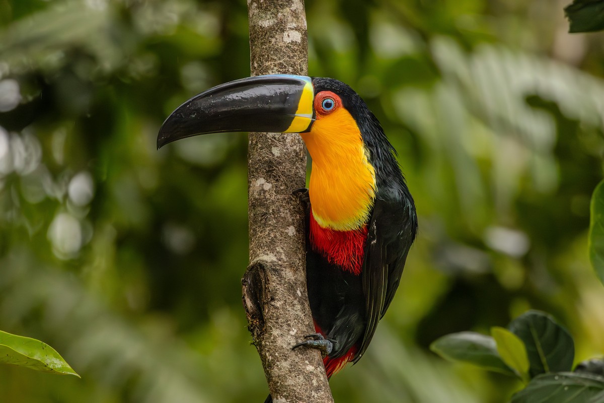 Channel-billed Toucan - ML623911090