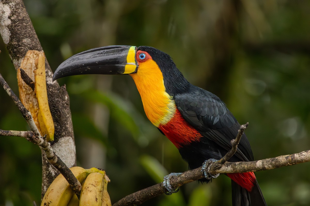 Channel-billed Toucan - ML623911091