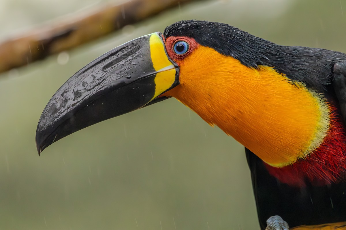 Channel-billed Toucan - ML623911093