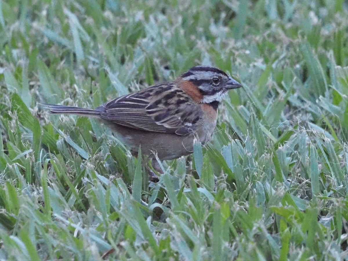 Rufous-collared Sparrow - ML623911095