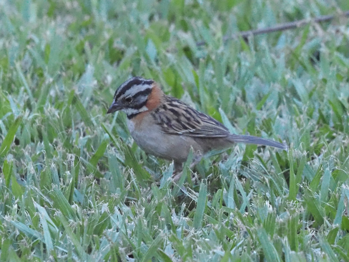 Rufous-collared Sparrow - ML623911096