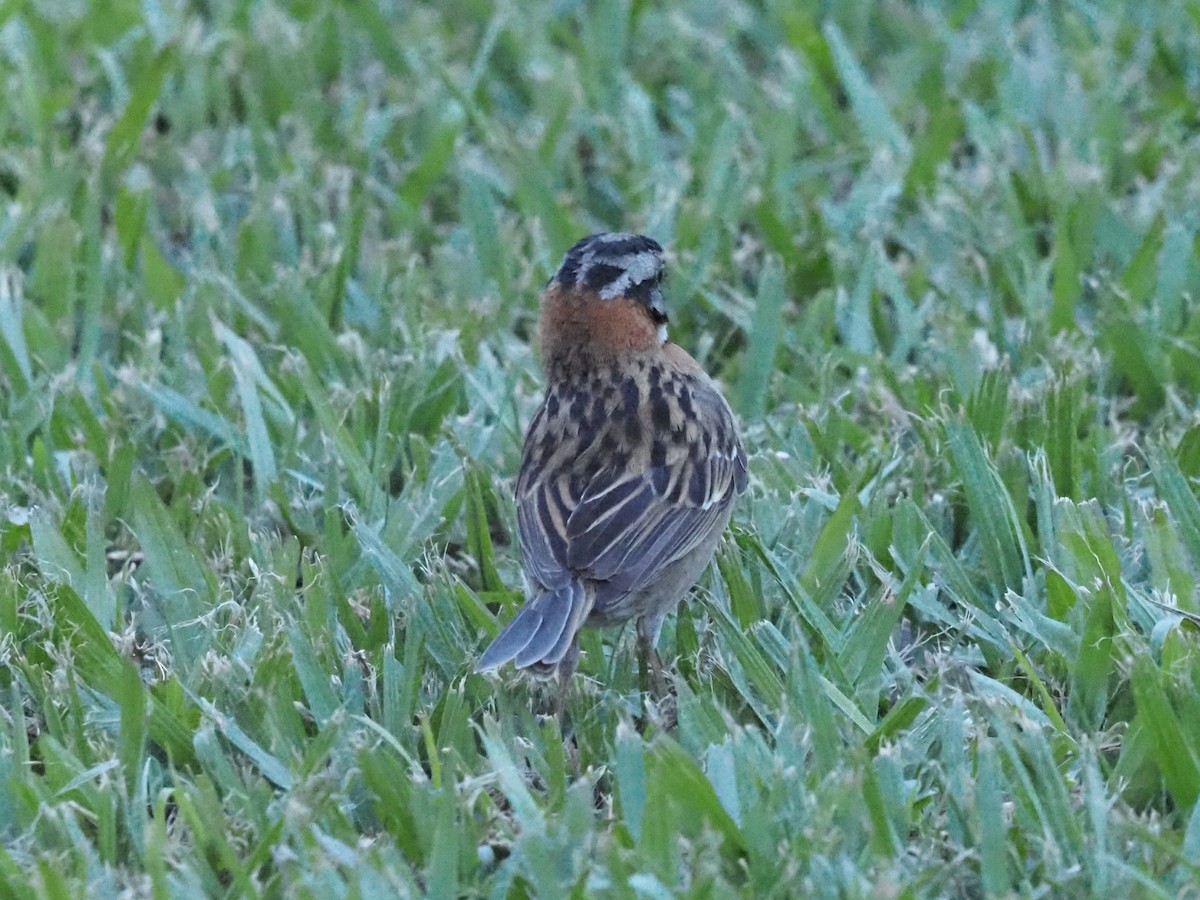 Rufous-collared Sparrow - ML623911097