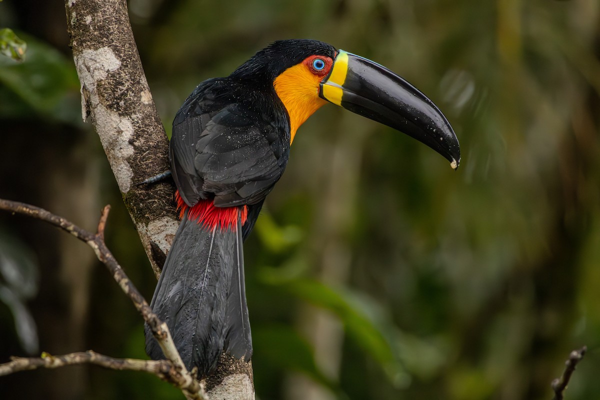 Channel-billed Toucan - ML623911098