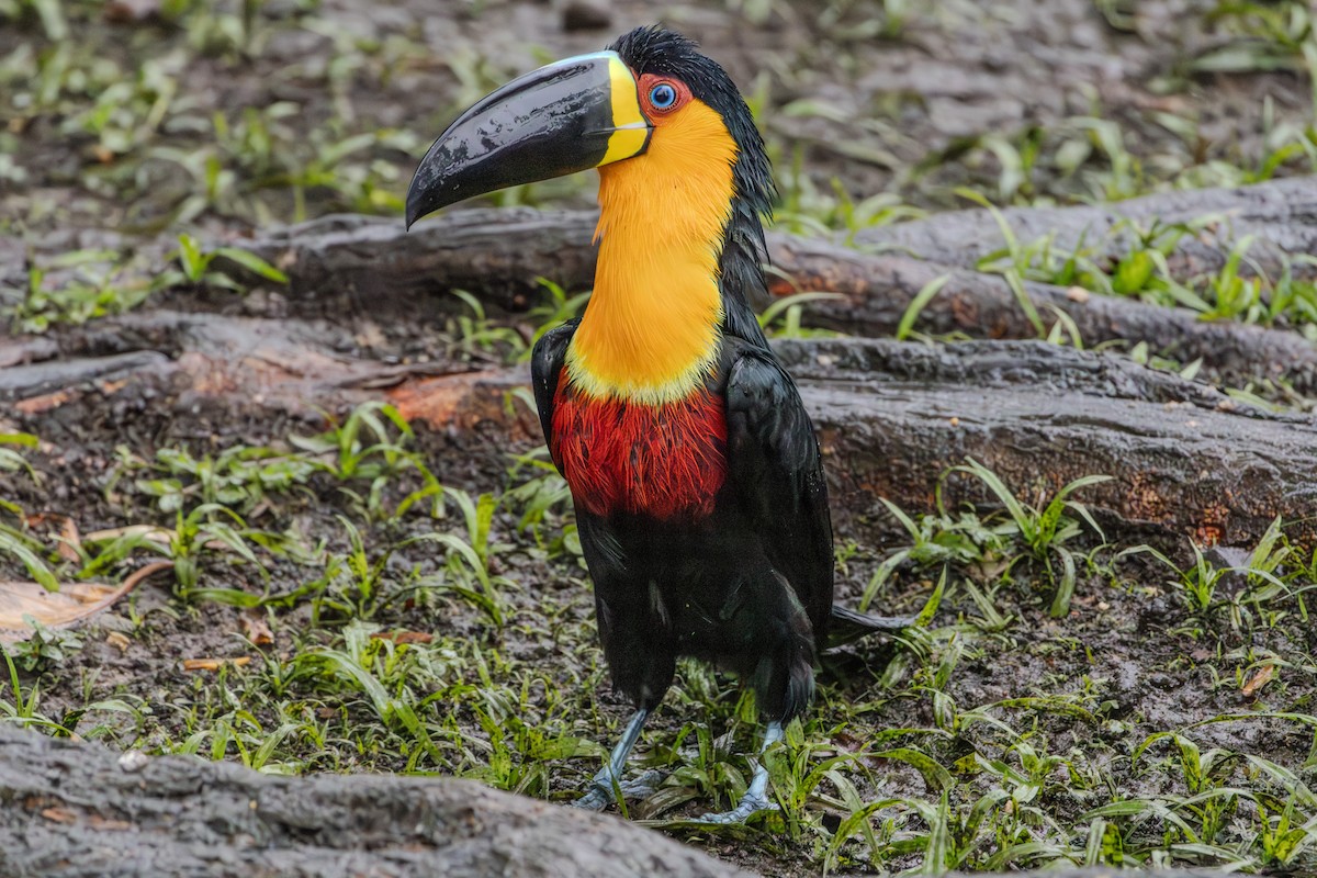 Channel-billed Toucan - ML623911100