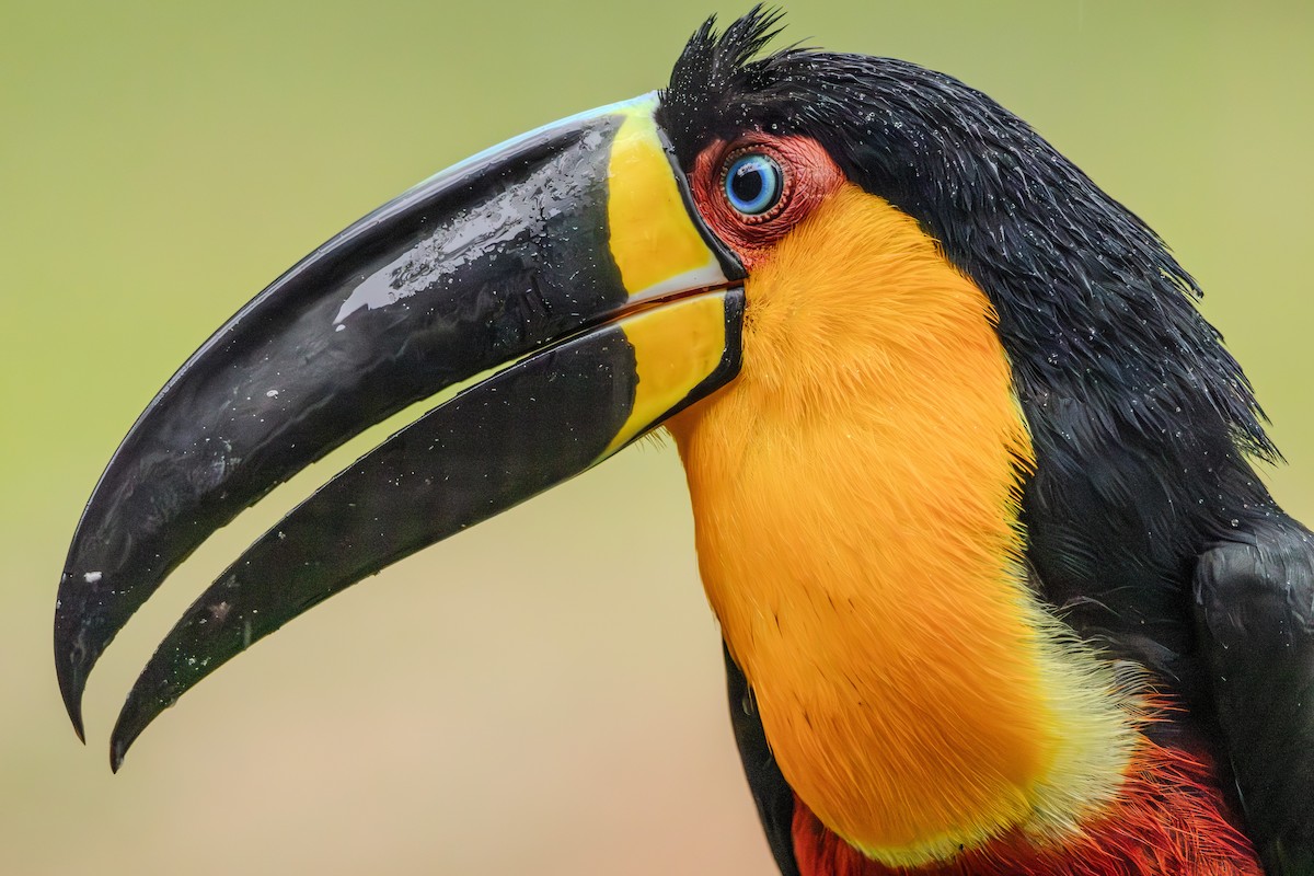 Channel-billed Toucan - ML623911101