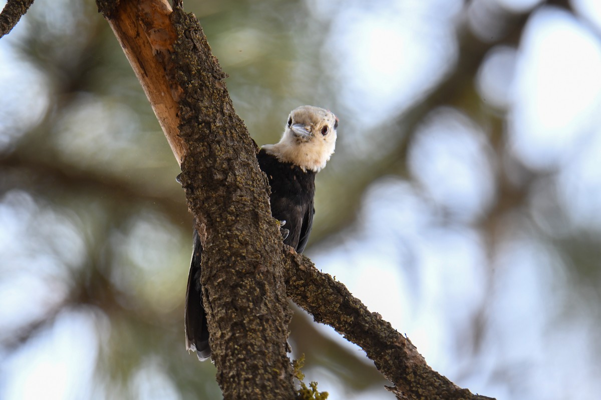 White-headed Woodpecker - David Chernack