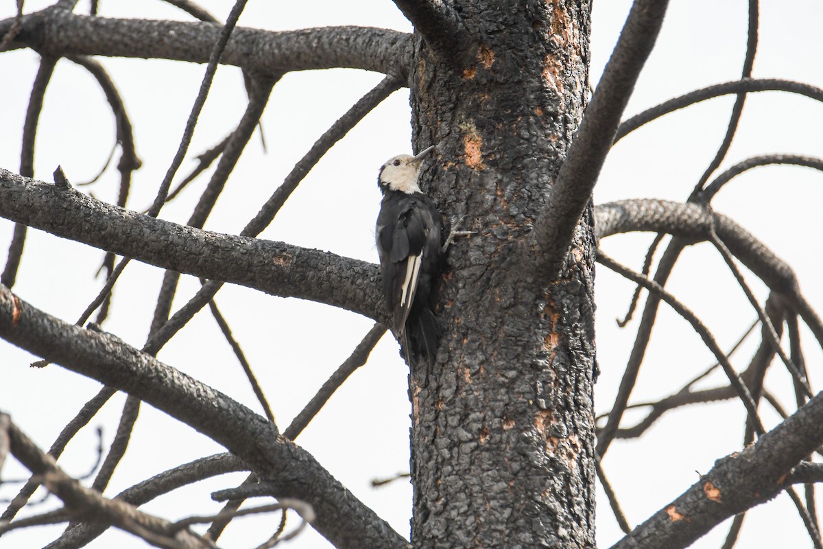 White-headed Woodpecker - ML623911135