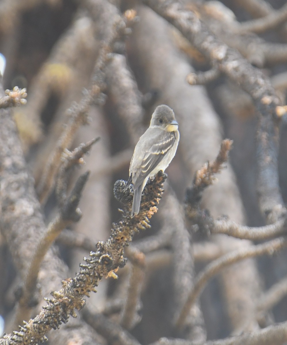 Western Wood-Pewee - ML623911138