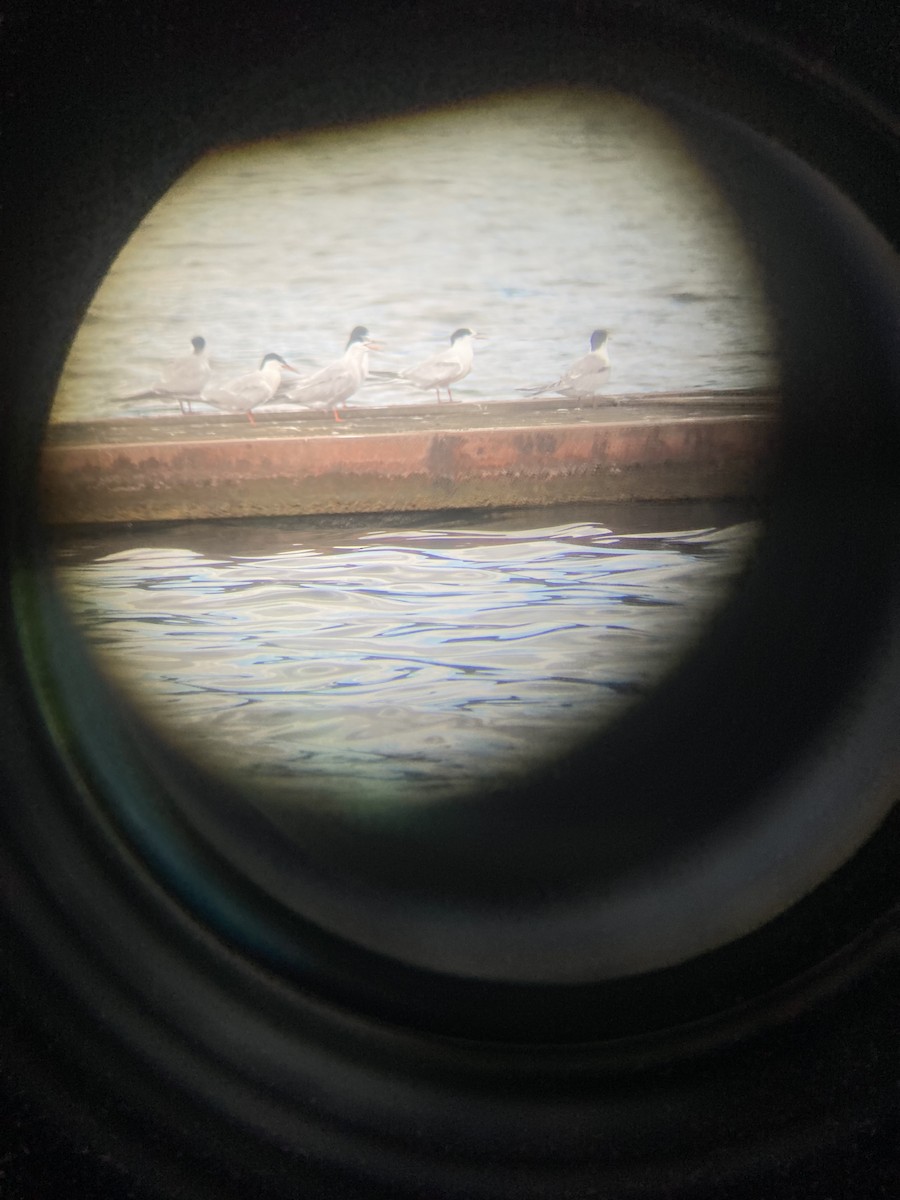 Common Tern - Aaron Hulsey