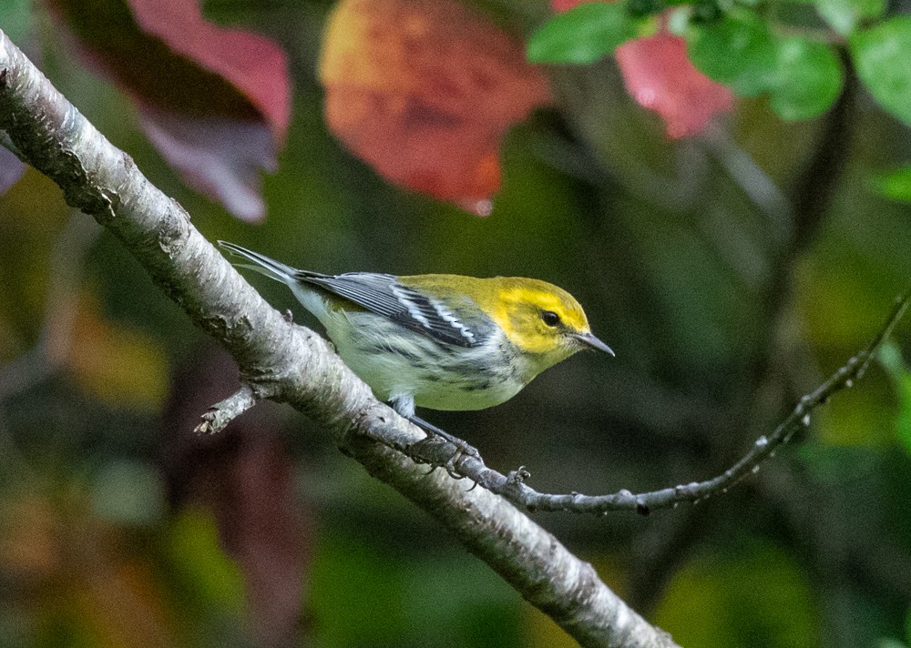 Black-throated Green Warbler - ML623911148