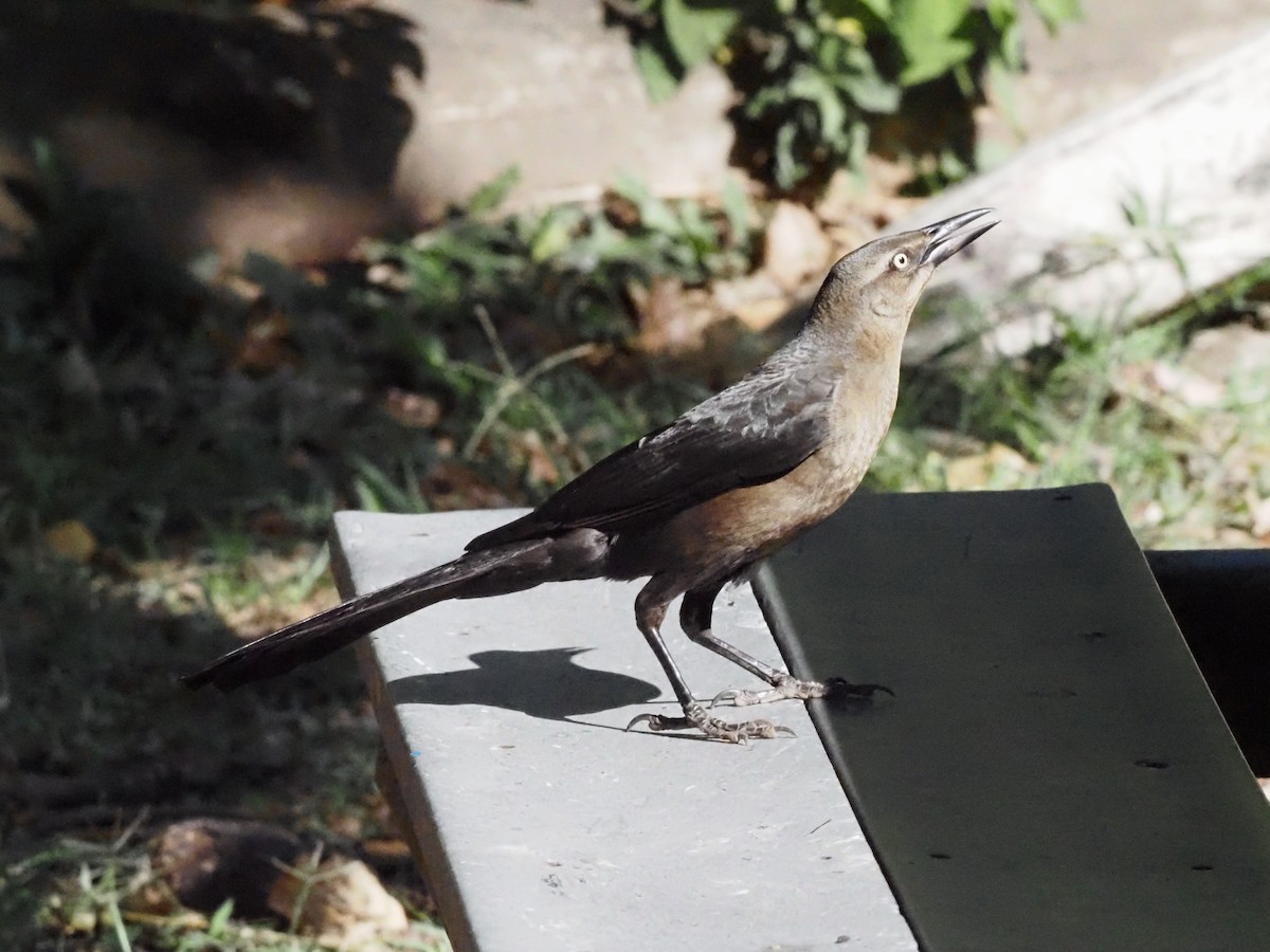 Great-tailed Grackle - Guillermo Parral Aguilar