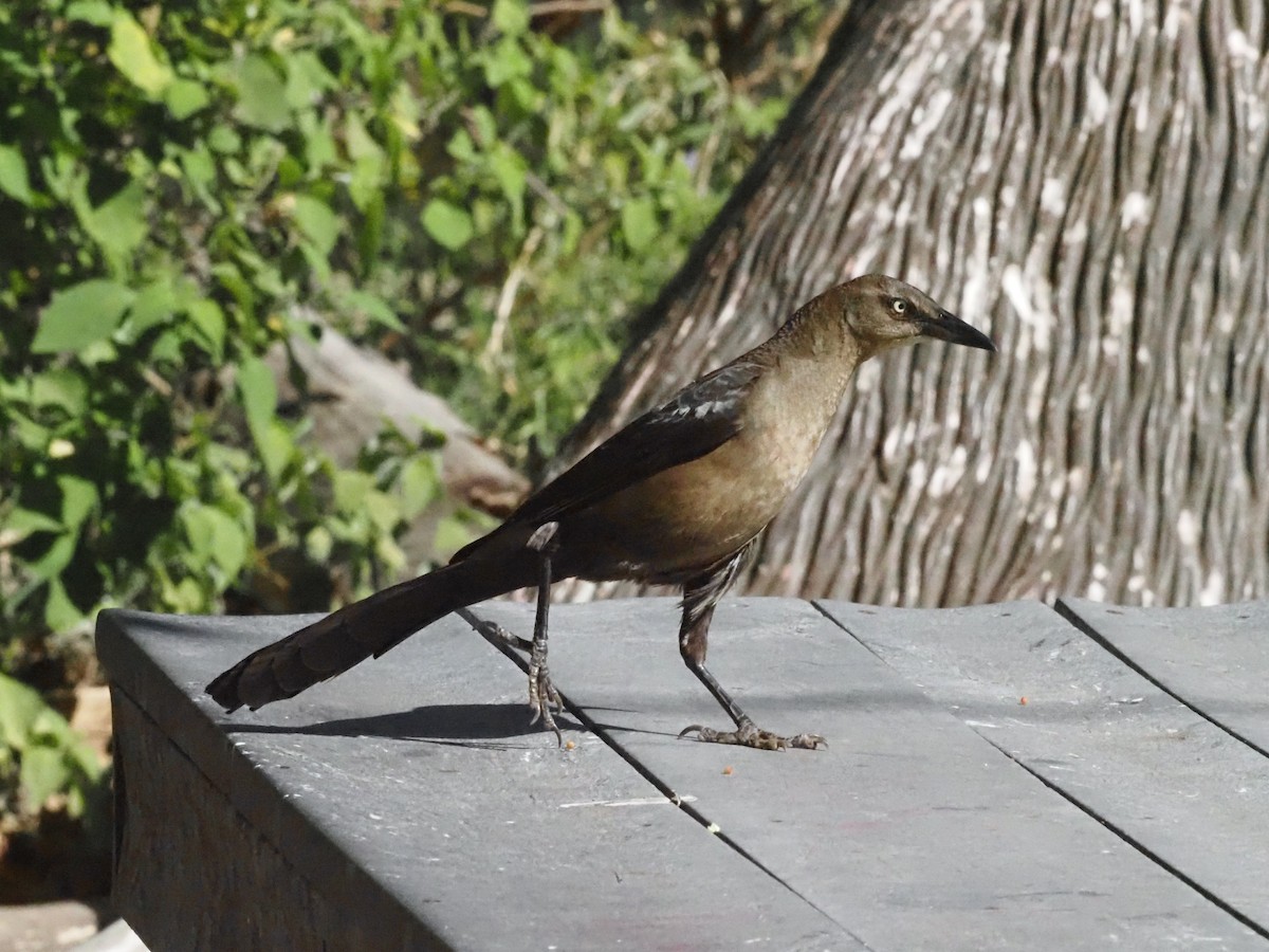 Great-tailed Grackle - Guillermo Parral Aguilar