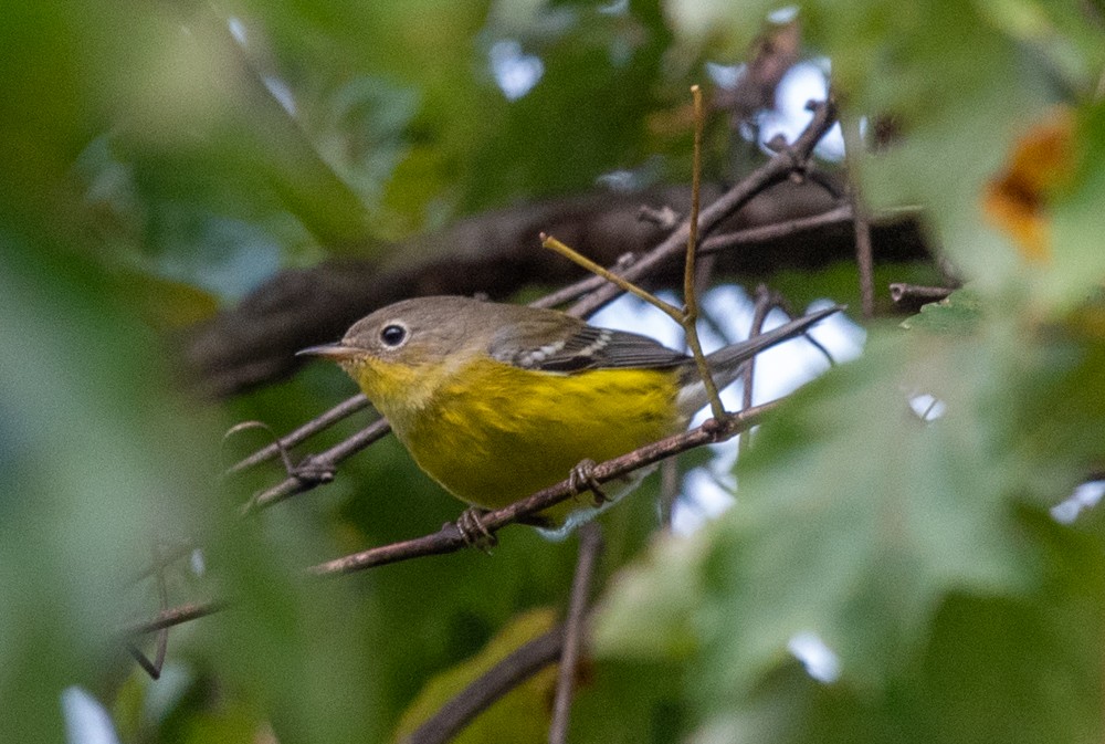 Magnolia Warbler - ML623911160