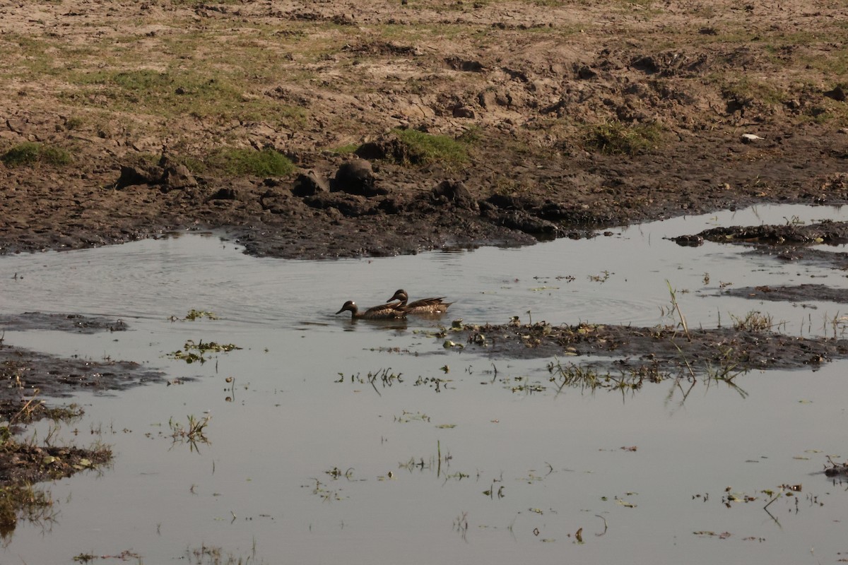 Red-billed Duck - ML623911167