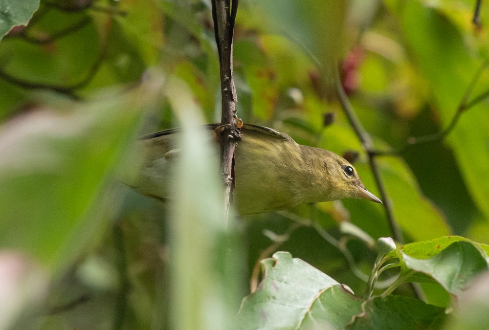 Blackpoll Warbler - ML623911169