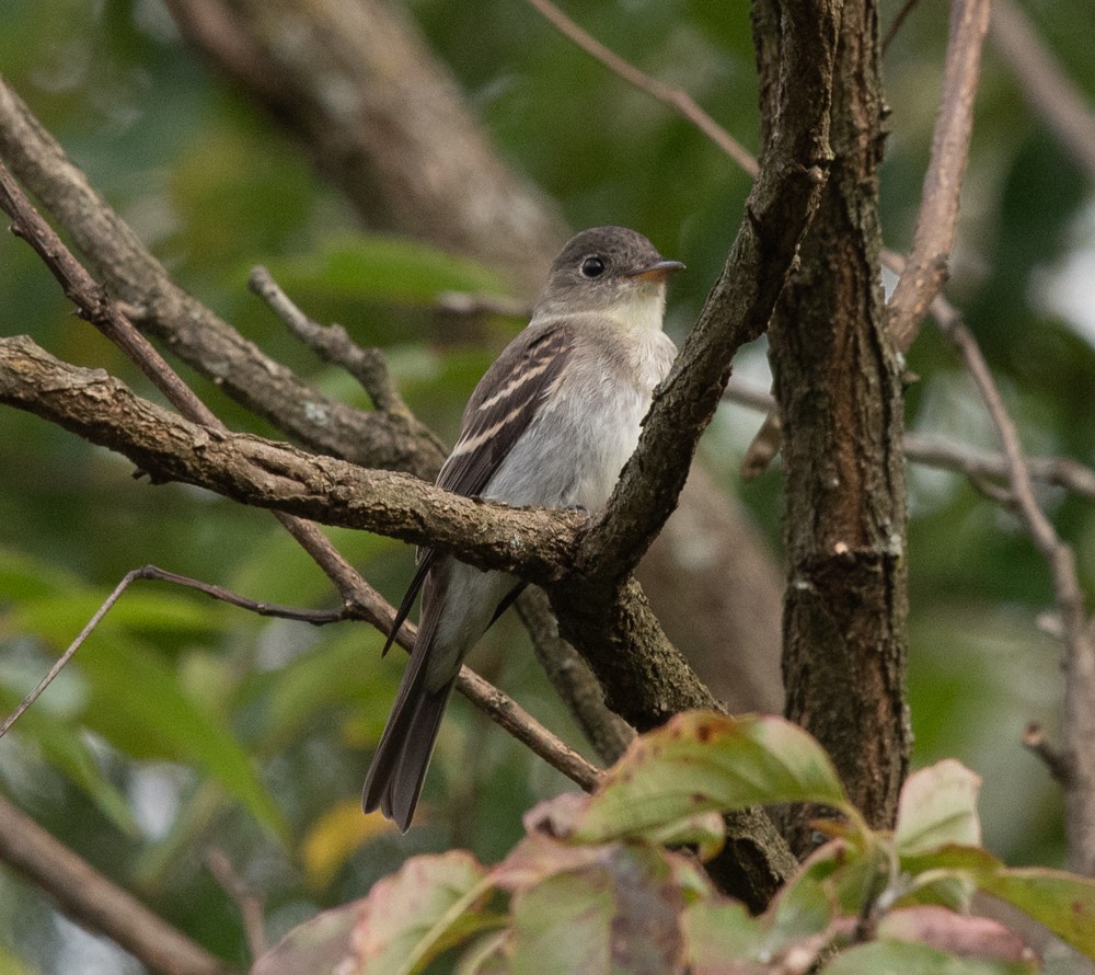 Eastern Wood-Pewee - ML623911180