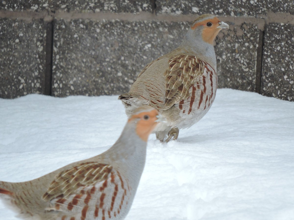 Gray Partridge - ML623911197