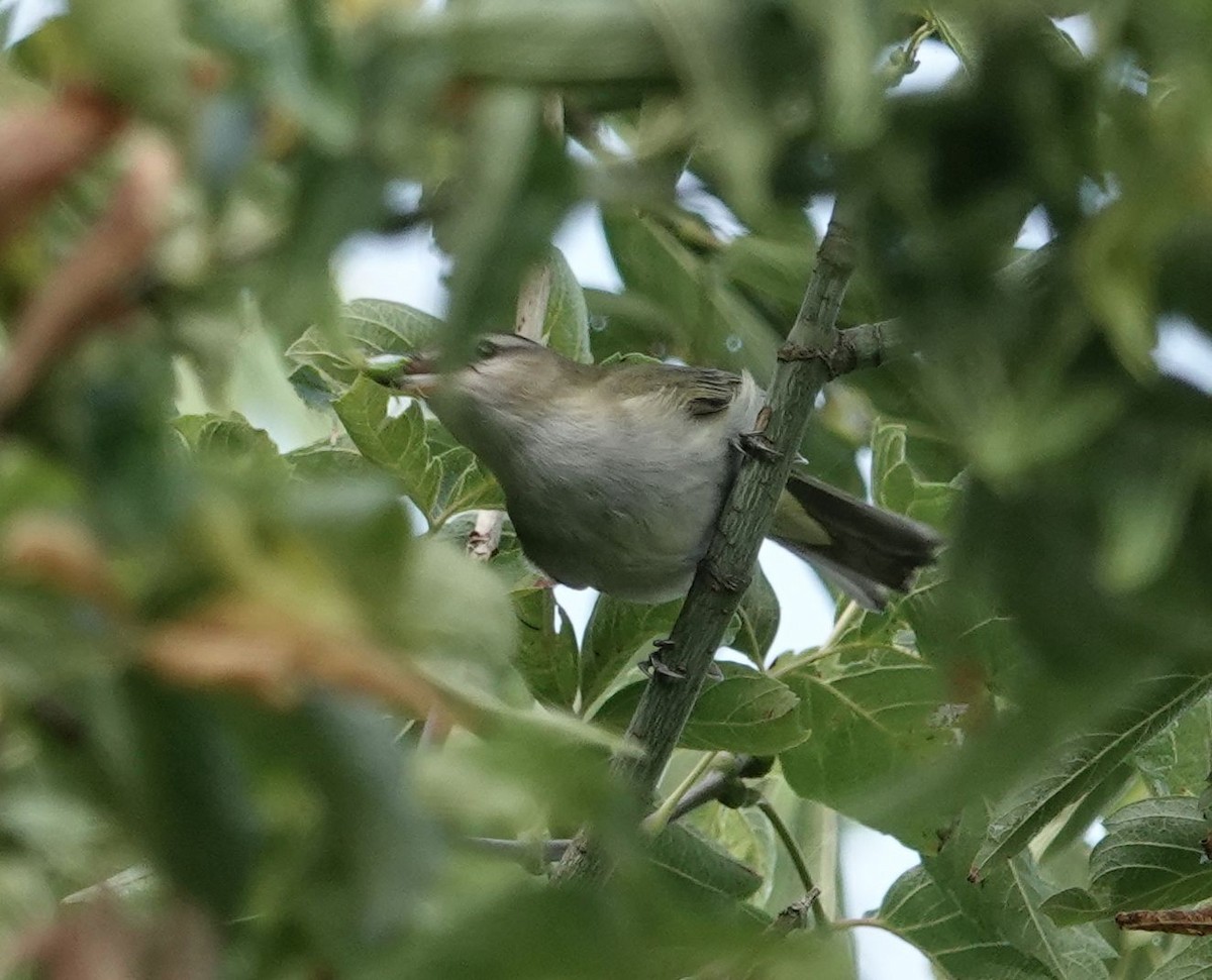 Ötücü Vireo - ML623911218