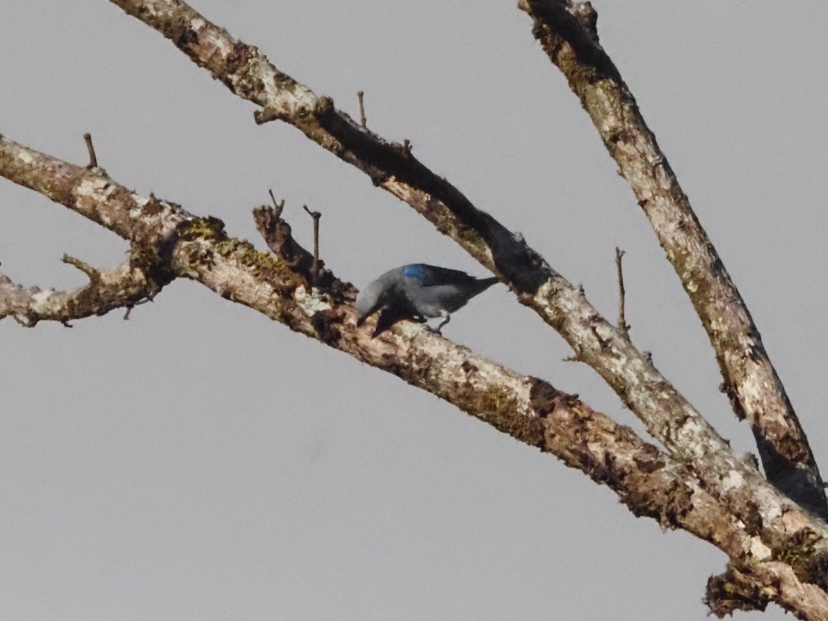 Blue-gray Tanager - ML623911219