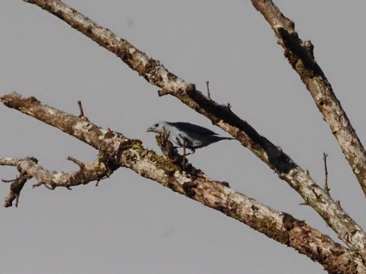 Blue-gray Tanager - ML623911220