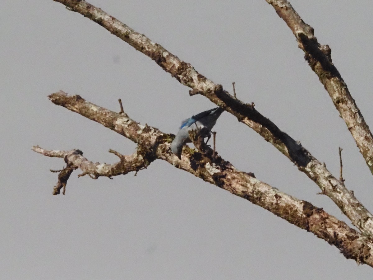 Blue-gray Tanager - ML623911221