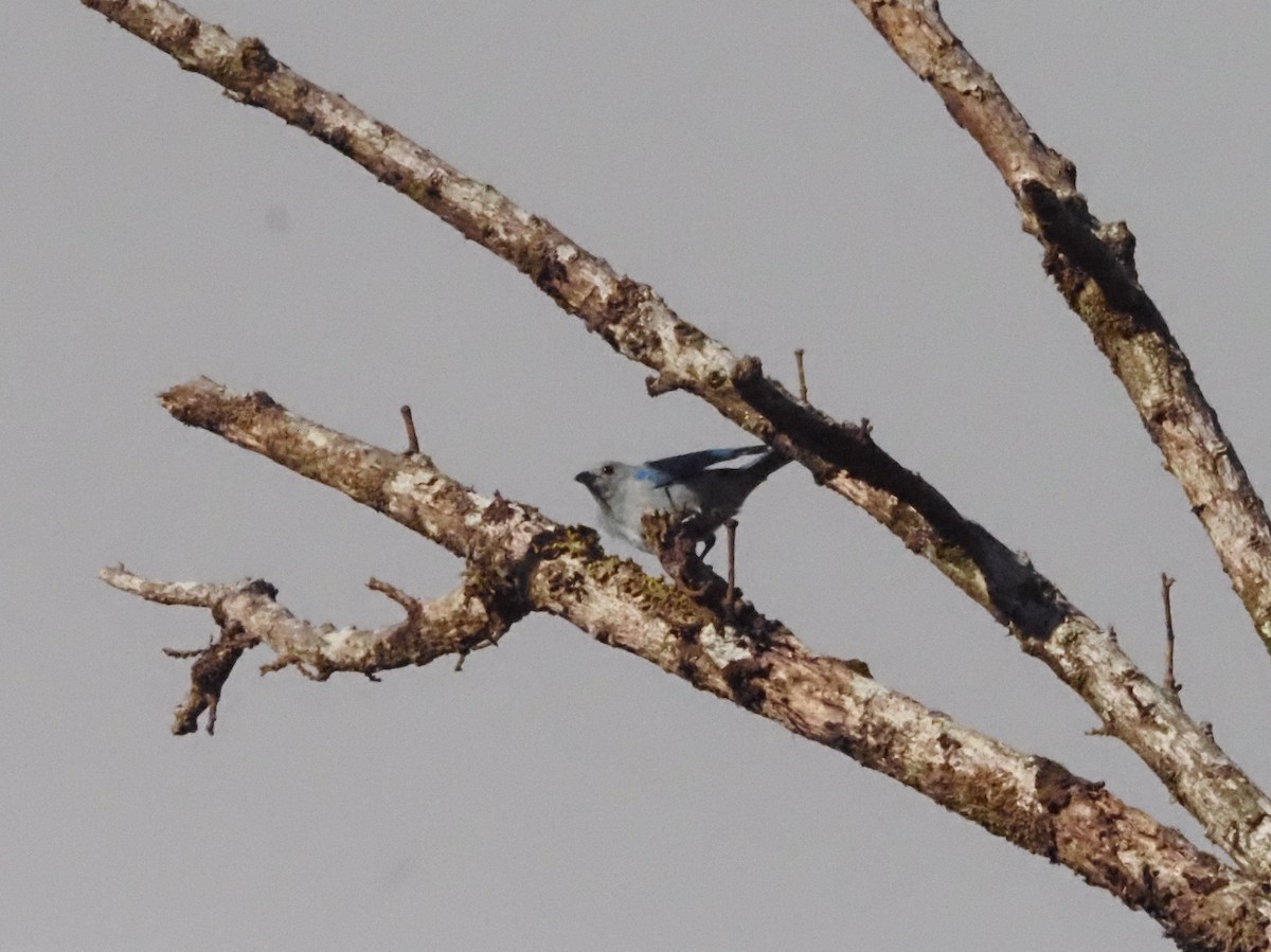 Blue-gray Tanager - ML623911222