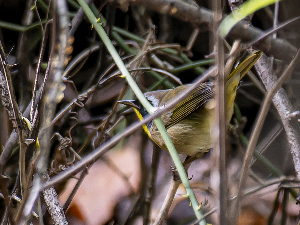 Common Yellowthroat - ML623911267