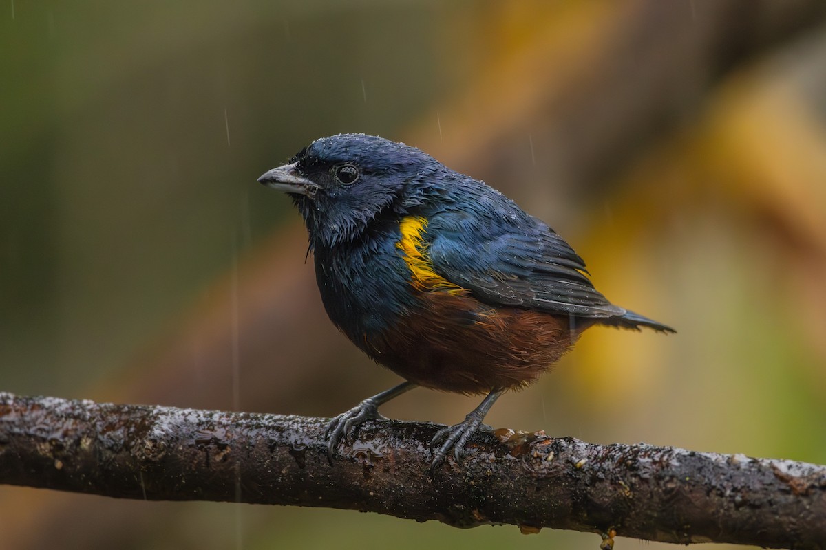 Chestnut-bellied Euphonia - ML623911271