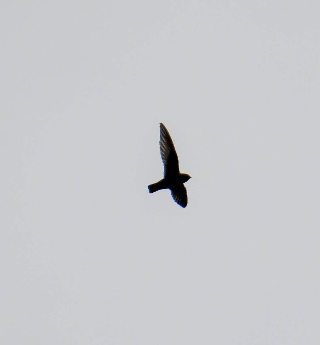 Black Swift - ML623911279