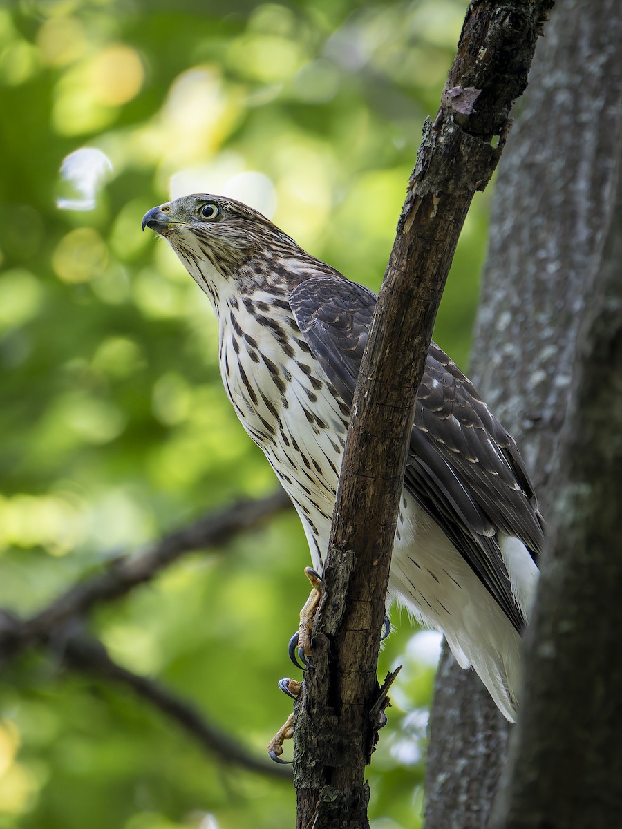 Cooper's Hawk - Ian Kessler-Gowell