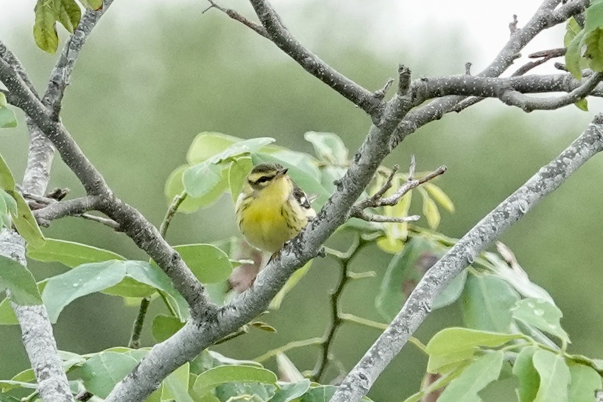 Blackburnian Warbler - ML623911285