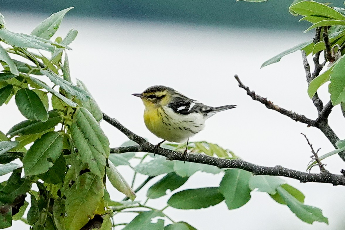 Blackburnian Warbler - ML623911286