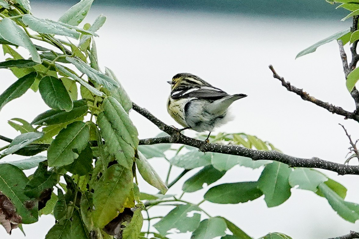 Blackburnian Warbler - ML623911288