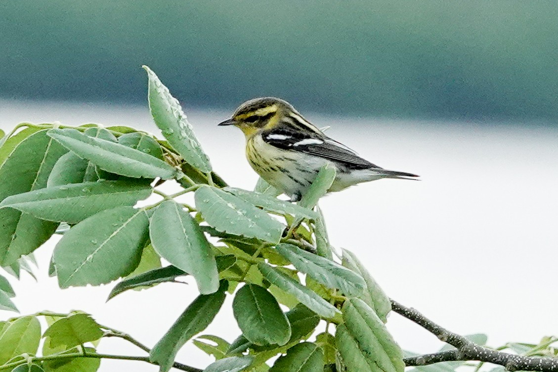 Blackburnian Warbler - ML623911290