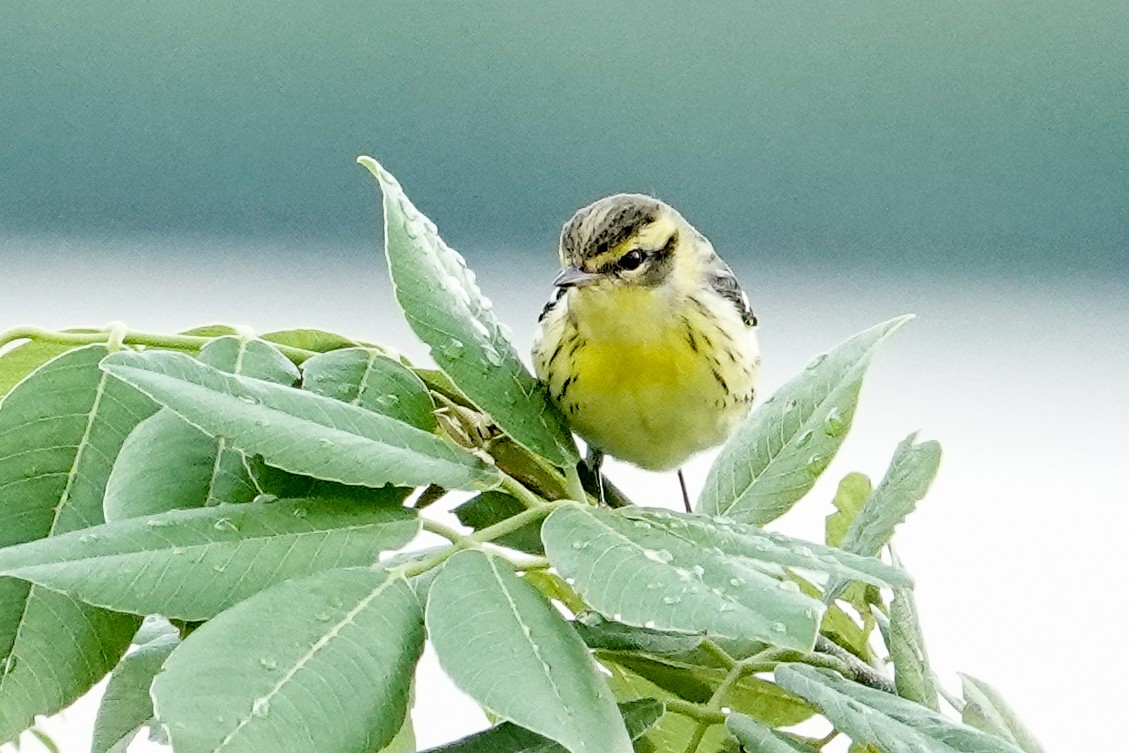 Blackburnian Warbler - ML623911291