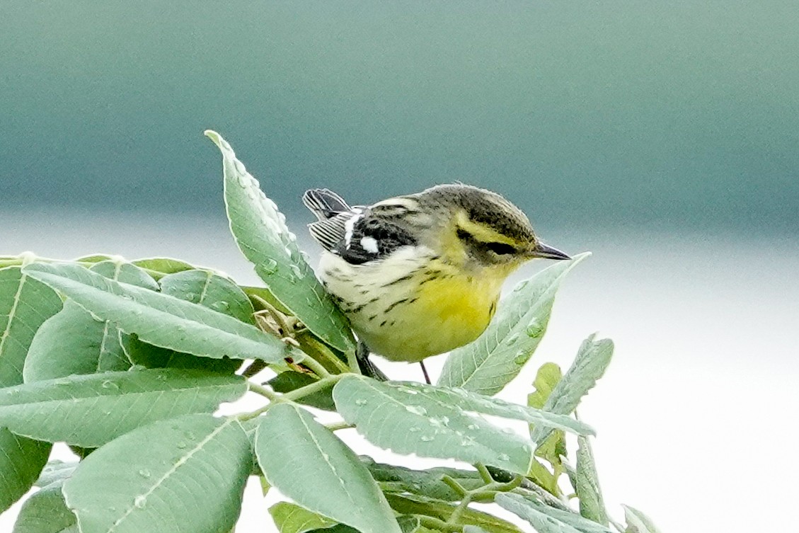 Blackburnian Warbler - Kathy Doddridge