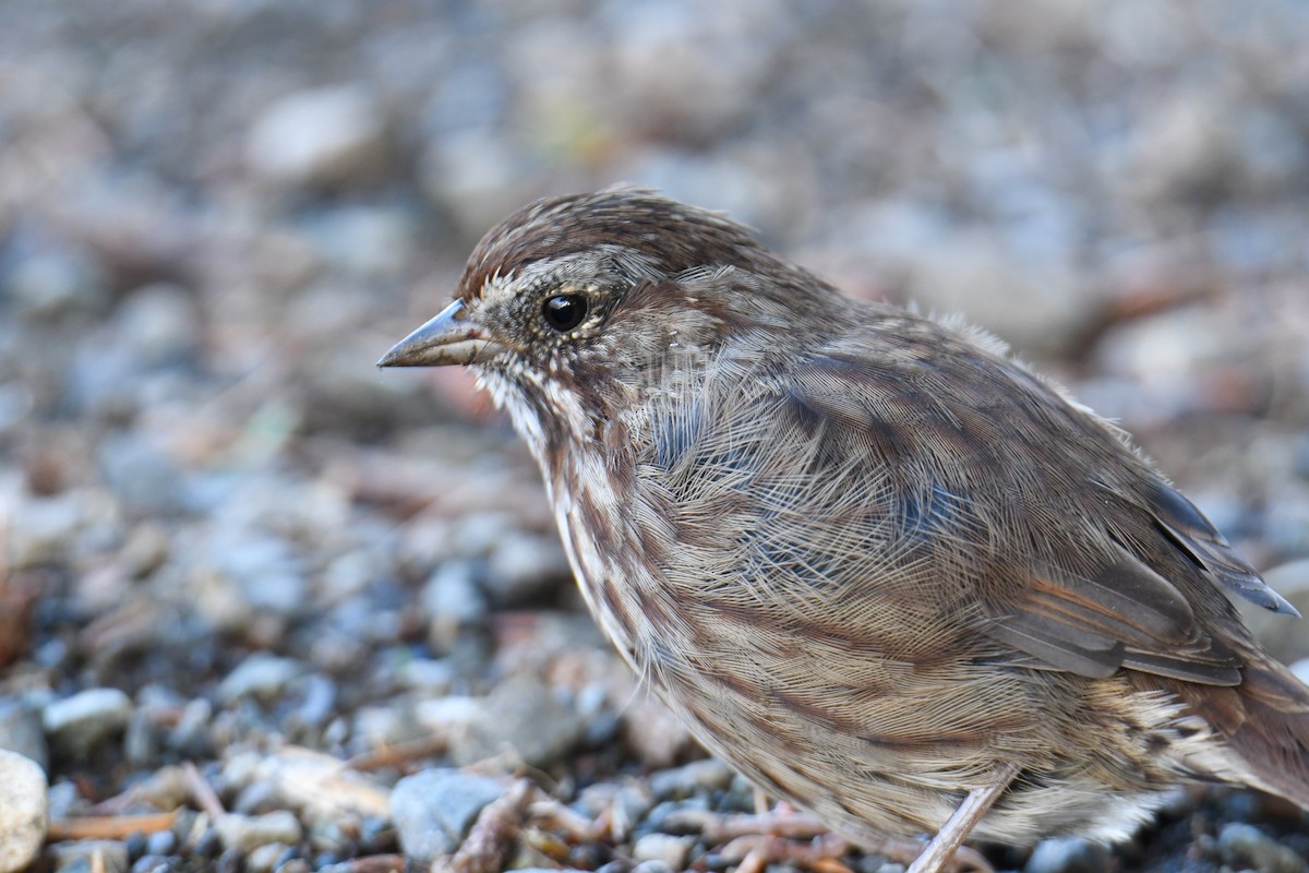 Song Sparrow (rufina Group) - ML623911294