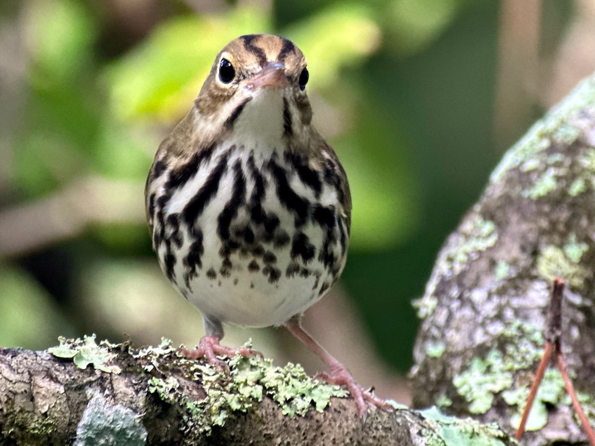 Ovenbird - ML623911306