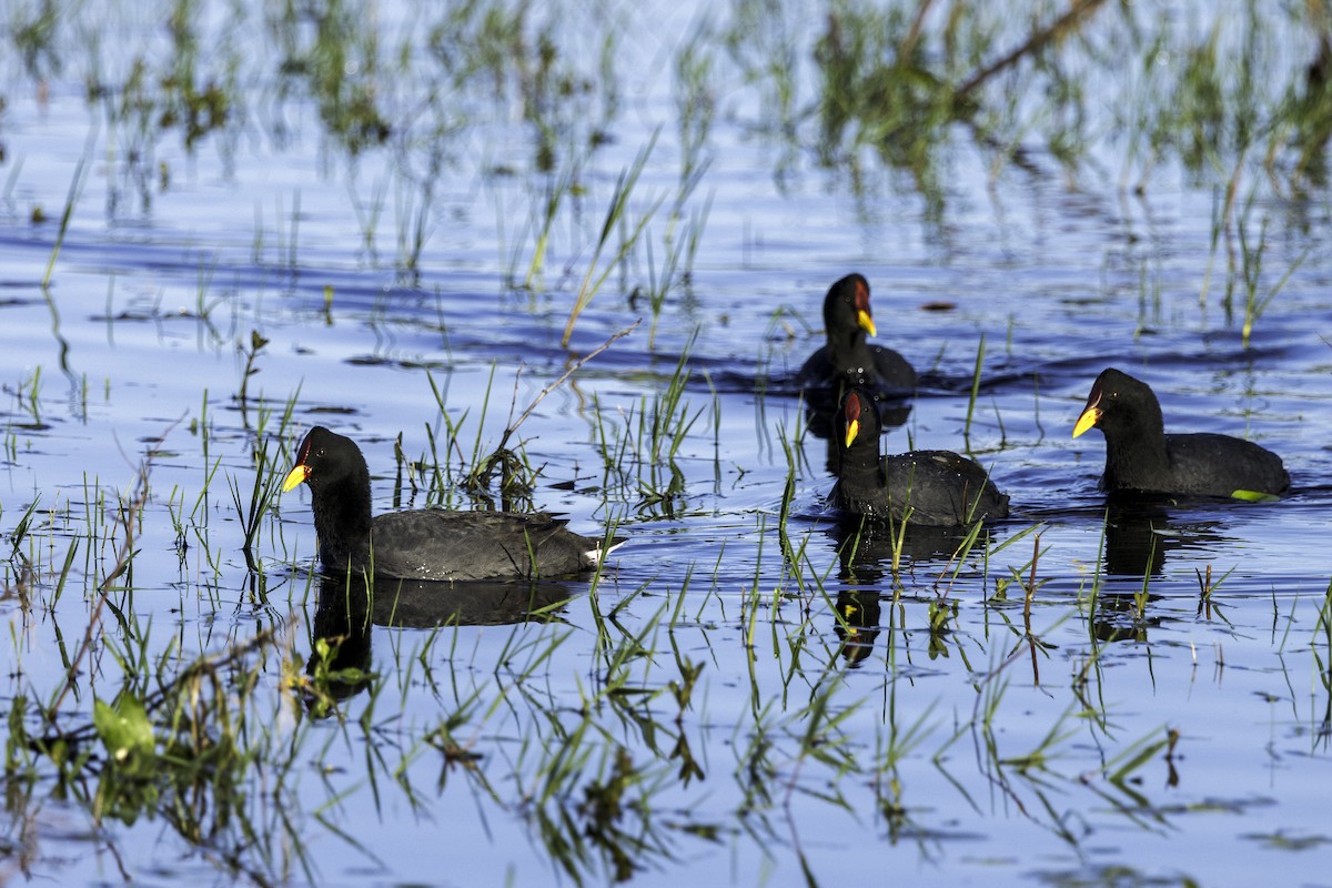 Red-fronted Coot - ML623911308