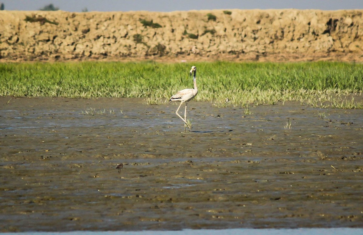 Greater Flamingo - ML623911315