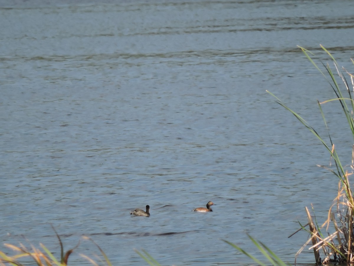 Eared Grebe - ML623911329