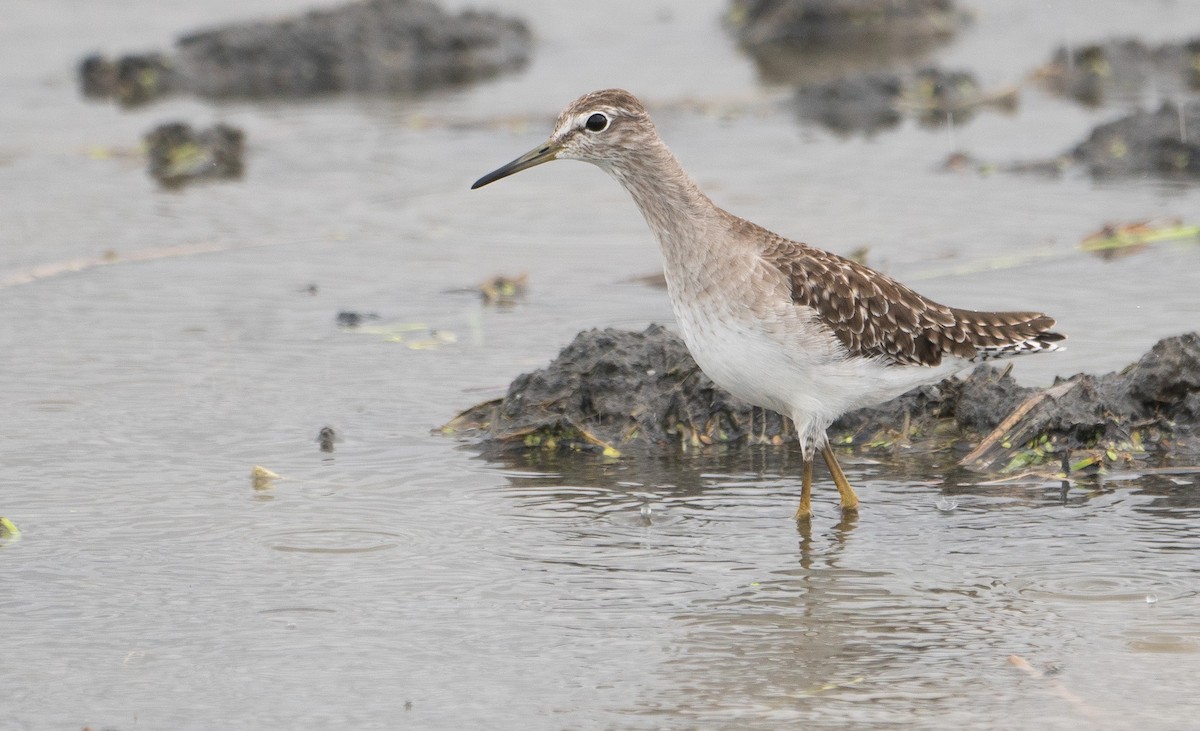 Wood Sandpiper - ML623911372