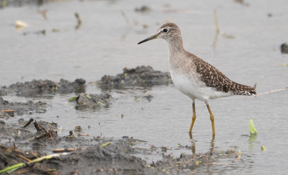 Wood Sandpiper - Marcel Gil Velasco