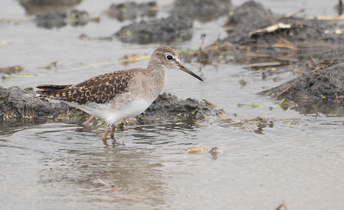 Wood Sandpiper - ML623911374