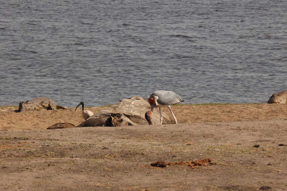 Marabou Stork - ML623911375